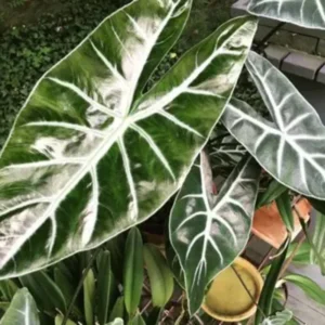 Alocasia Plant - Rare Black Green Alocasia Live Plant - Indoor Houseplant - No Pot
