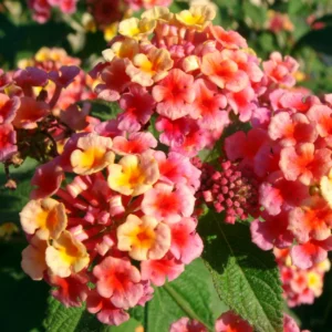 Lantana Live Plants - 2 Pack Perennial Flowers 4-9 Inch Tall for Outdoor Planting