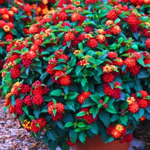 Lantana Live Plants - 2 Pack Perennial Flowers 4-9 Inch Tall for Outdoor Planting