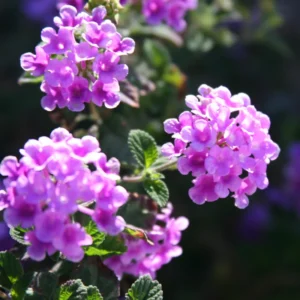 Lantana Plants Live - Pack of 4 Perennial Flowers 4-9 Inch Tall