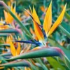Bird of Paradise Plant Live Houseplant 5-12 Inch Strelitzia Reginae Ornamental