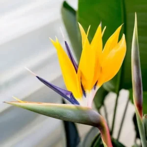 Bird of Paradise Plant Live Houseplant 5-12 Inch Strelitzia Reginae Ornamental
