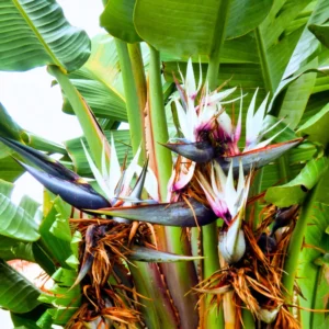Bird of Paradise Plant Live Houseplant 5-12 Inch Strelitzia Reginae Ornamental