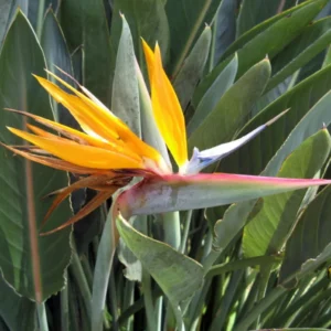 Bird of Paradise Live Plant - 5-12 Inch Strelitzia Reginae Tropical Plant