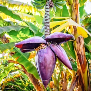 Banana Tree Live Plant - Cold Hardy Tropical Fruit Seedling 4-8 Inch