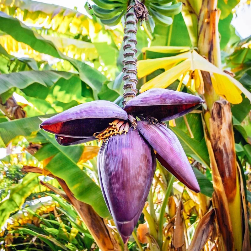 Banana Tree Live Plant - Cold Hardy Tropical Fruit Seedling 4-8 Inch