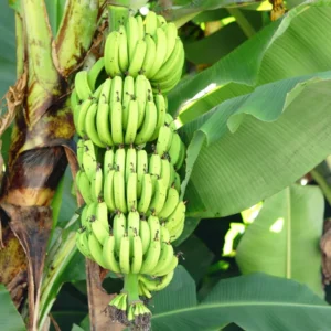 Banana Tree Live Plant - Cold Hardy Tropical Fruit Seedling 4-8 Inch