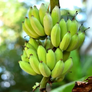 Banana Tree Live Plant Tropical Fruit Seedling 4-8" Tall Cold Hardy