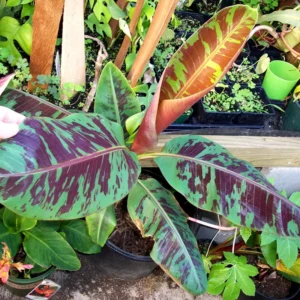 Banana Tree Live Plant Tropical Fruit Seedling 4-8