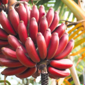 Banana Tree Live Plant Tropical Fruit Seedling 4-8