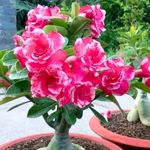 Desert Rose Plant Live - 4-7
