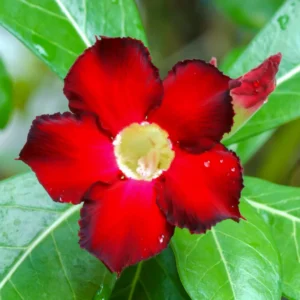 Desert Rose Plant Live - 4-7