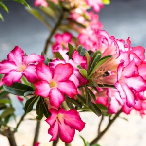 Desert Rose Plant Live - 4-7