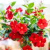 Red Mandeville Vine Plants - Live, Well Rooted, 4-7 Inches Tall, Red Flowers