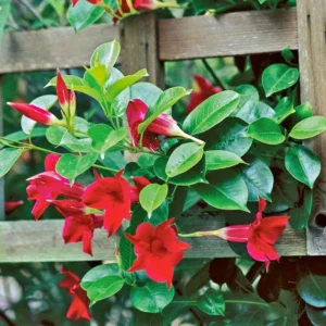 Red Mandeville Vine Plants - Live, Well Rooted, 4-7 Inches Tall, Red Flowers