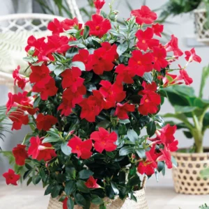 Red Mandeville Vine Plants - Live, Well Rooted, 4-7 Inches Tall, Red Flowers