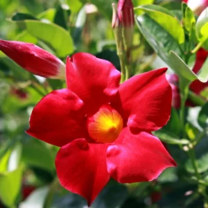 Red Mandeville Vine Plants - Live, Well Rooted, 4-7 Inches Tall, Red Flowers