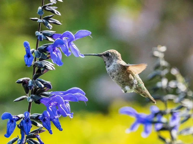 Creating a pollinator-friendly yard involves more than just planting flowers