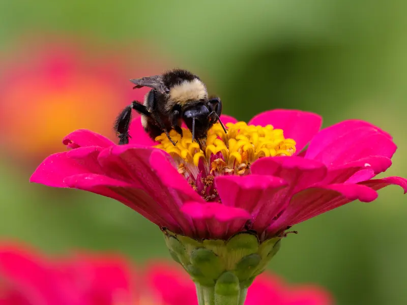 How to Support Pollinators in Your Yard