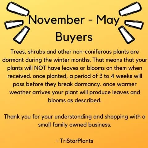 Magnolia ‘Leonard Messel’– 6" - 18" Tall Tree/Shrub - 3.5” Healthy Potted Plant – 3 Pack by Growers Solution