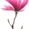 Saucer Magnolia 2-5-Inch Potted Plant 2 Potted Plants