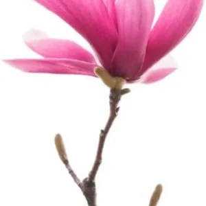 Saucer Magnolia 2-5-Inch Potted Plant 2 Potted Plants