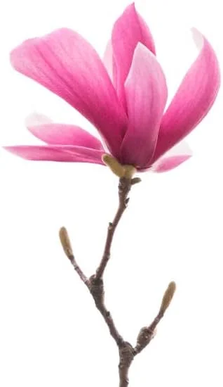 Saucer Magnolia 2-5-Inch Potted Plant 2 Potted Plants