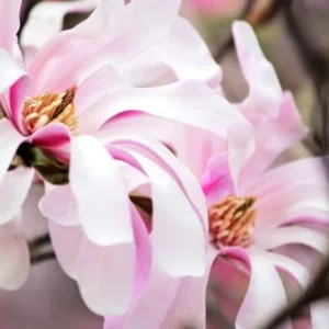 Magnolia ‘Leonard Messel’– 6