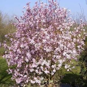 Magnolia ‘Leonard Messel’– 6