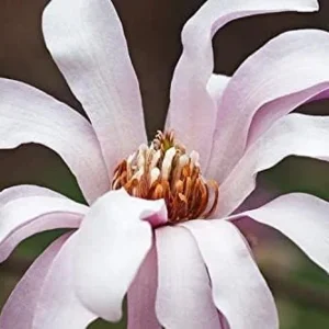 Magnolia ‘Leonard Messel’– 6