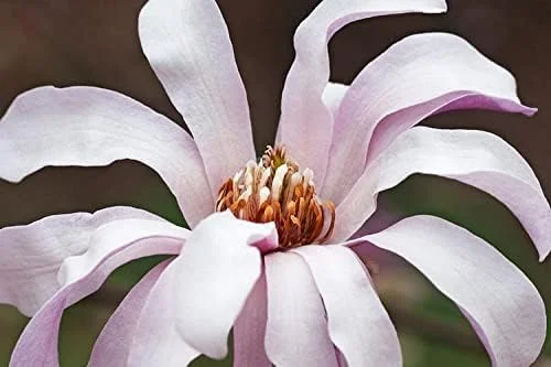 Magnolia ‘Leonard Messel’– 6" - 18" Tall Tree/Shrub - 3.5” Healthy Potted Plant – 3 Pack by Growers Solution