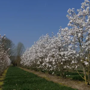 Magnolia ‘Leonard Messel’– 6