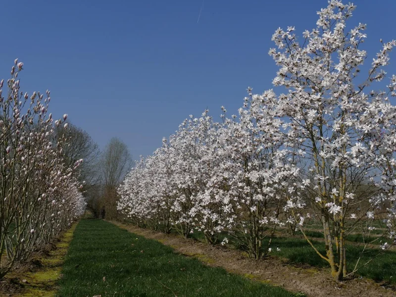 Magnolia ‘Leonard Messel’– 6" - 18" Tall Tree/Shrub - 3.5” Healthy Potted Plant – 3 Pack by Growers Solution