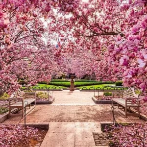 Saucer Magnolia 2-5-Inch Potted Plant 2 Potted Plants