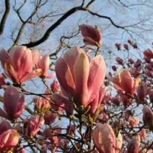 Saucer Magnolia 2-5-Inch Potted Plant 2 Potted Plants