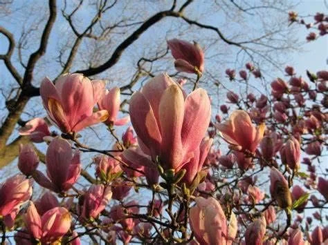 Saucer Magnolia 2-5-Inch Potted Plant 2 Potted Plants