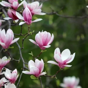 Saucer Magnolia 2-5-Inch Potted Plant 2 Potted Plants