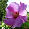 Rose of Sharon 'Minerva' Hibiscus syriacus - 3 Pack, 6"- 12" Tall, 3.5" Potted Plant, Landscaping, Lavander Flowers, Live Healthy Plants