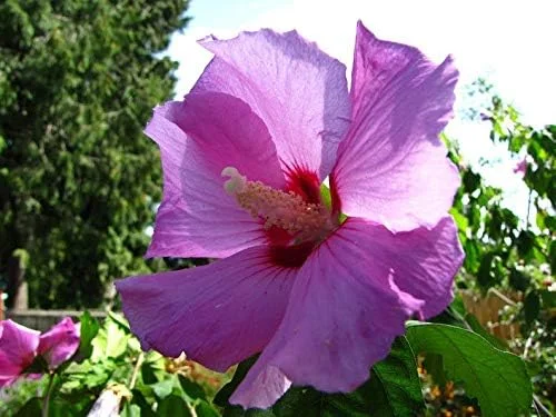 Rose of Sharon 'Minerva' Hibiscus syriacus - 3 Pack, 6"- 12" Tall, 3.5" Potted Plant, Landscaping, Lavander Flowers, Live Healthy Plants