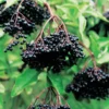 Black Elderberry Plants - 5 Live Bareroots, 6-12 Inch Tall - American Elderberry Bush