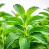 Stevia Plant Live Starter Seedling 4-6 Inch Well Rooted Plug Herb