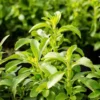 Stevia Plant Live Starter Seedling 4-6 Inch Well Rooted Plug Herb