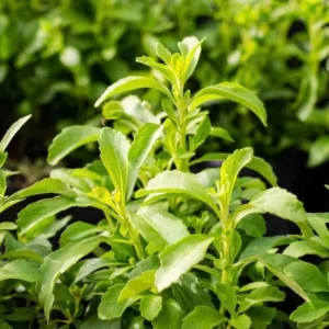 Stevia Plant Live Starter Seedling 4-6 Inch Well Rooted Plug Herb