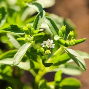 Stevia Plant Live Starter Seedling 4-6 Inch Well Rooted Plug Herb