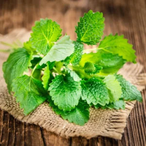 Lemon Balm Plants - Set of 3 Live Herb Seedlings 4-6" Tall Well Rooted