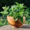 Lemon Balm Plants - Set of 3 Live Herb Seedlings 4-6" Tall Well Rooted