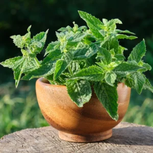 Lemon Balm Plants - Set of 3 Live Herb Seedlings 4-6" Tall Well Rooted