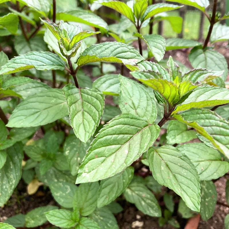 Chocolate Mint Plants Live Pack of 3 - Well Rooted Herbs, 4-6 Inch Starters