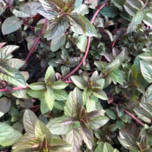 Chocolate Mint Plants Live Pack of 3 - Well Rooted Herbs, 4-6 Inch Starters