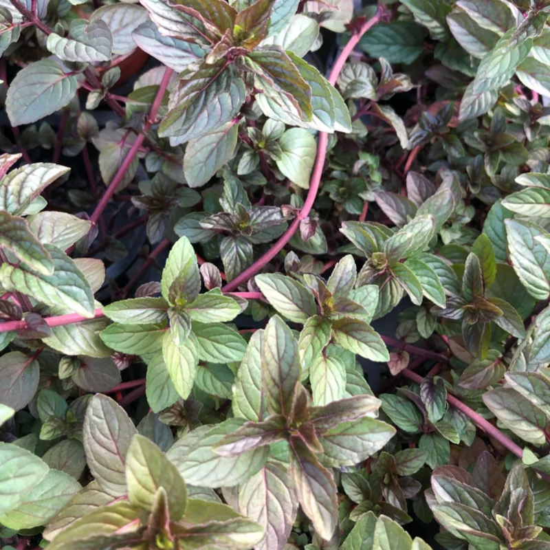 Chocolate Mint Plants Live Pack of 3 - Well Rooted Herbs, 4-6 Inch Starters